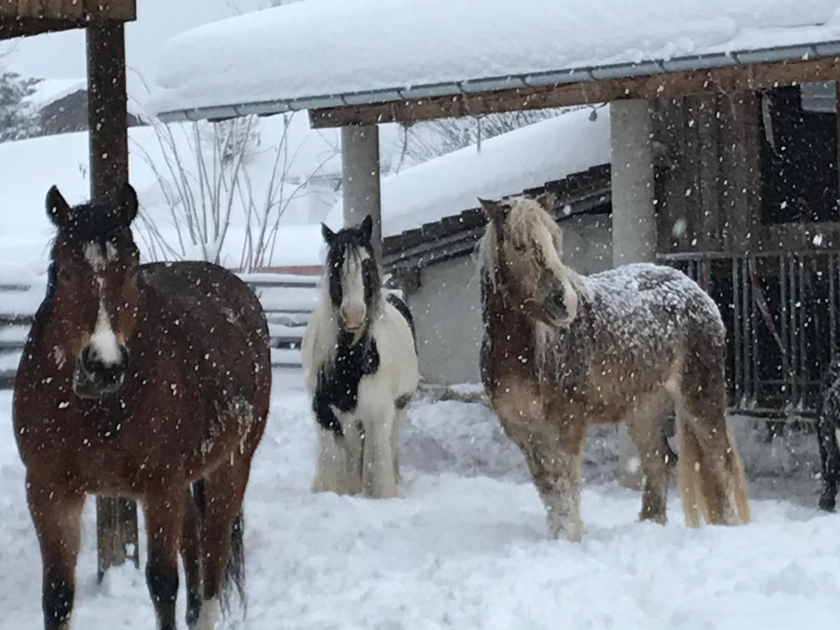 Апартаменти Pony-Ziegen-Hasen-Ranch Біхльбах Екстер'єр фото